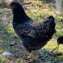 Load image into Gallery viewer, Double Silver Laced Barnevelder (Gallus gallus)
