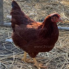 Load image into Gallery viewer, Heritage Rhode Island Red (Gallus gallus)
