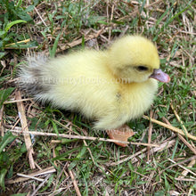 Load image into Gallery viewer, Muscovy Duck (Cairina moschata)
