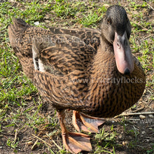 Load image into Gallery viewer, Dutch Hookbill Duck (Anas platyrhynchos domesticus)
