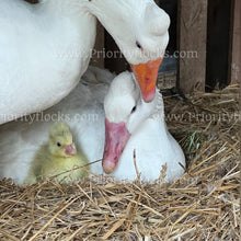 Load image into Gallery viewer, Roman Tufted Goose (Anser anser)
