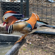 Load image into Gallery viewer, Mandarin Duck (Aix galericulata)
