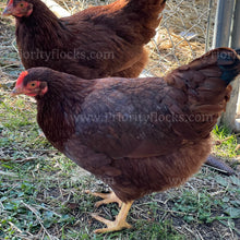 Load image into Gallery viewer, Heritage Rhode Island Red (Gallus gallus)
