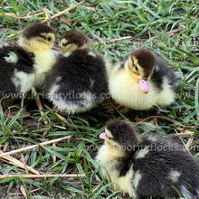 Load image into Gallery viewer, Muscovy Duck (Cairina moschata)
