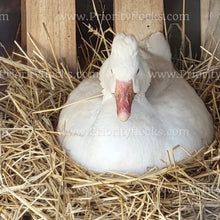 Load image into Gallery viewer, Roman Tufted Goose (Anser anser)
