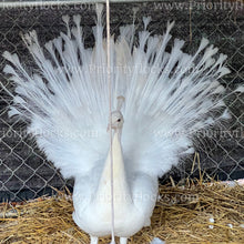 Load image into Gallery viewer, White Peafowl (Pavo cristatus)
