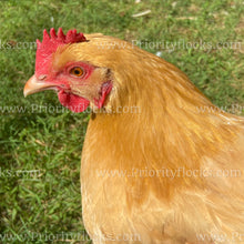 Load image into Gallery viewer, Buff Orpingtons (Gallus gallus)
