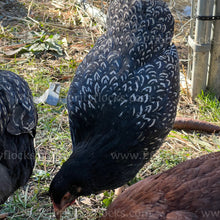 Load image into Gallery viewer, Double Silver Laced Barnevelder (Gallus gallus)
