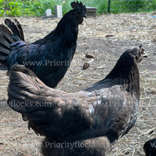 Load image into Gallery viewer, Ayam Cemani (Gallus gallus)
