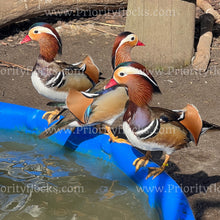 Load image into Gallery viewer, Mandarin Duck (Aix galericulata)
