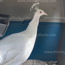 Load image into Gallery viewer, White Peafowl (Pavo cristatus)
