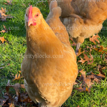 Load image into Gallery viewer, Buff Orpingtons (Gallus gallus)
