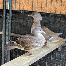 Load image into Gallery viewer, Mandarin Duck (Aix galericulata)
