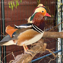 Load image into Gallery viewer, Mandarin Duck (Aix galericulata)
