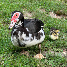 Load image into Gallery viewer, Muscovy Duck (Cairina moschata)
