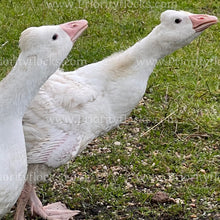 Load image into Gallery viewer, Roman Tufted Goose (Anser anser)
