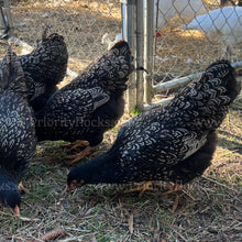 Load image into Gallery viewer, Double Silver Laced Barnevelder (Gallus gallus)
