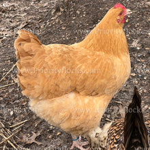 Load image into Gallery viewer, Buff Orpingtons (Gallus gallus)
