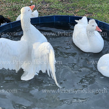 Load image into Gallery viewer, Roman Tufted Goose (Anser anser)
