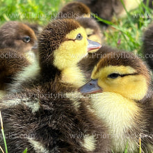 Load image into Gallery viewer, Muscovy Duck (Cairina moschata)
