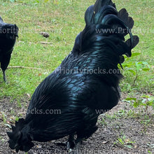 Load image into Gallery viewer, Ayam Cemani (Gallus gallus)
