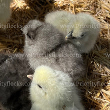 Load image into Gallery viewer, Silkie (Gallus gallus)
