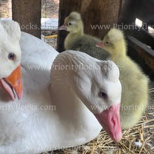 Load image into Gallery viewer, Roman Tufted Goose (Anser anser)
