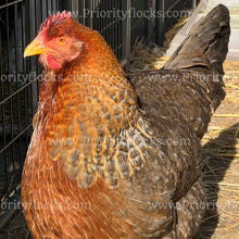 Load image into Gallery viewer, German Bielefelder (Gallus gallus)
