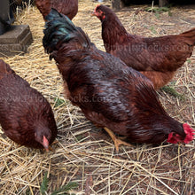 Load image into Gallery viewer, Heritage Rhode Island Red (Gallus gallus)
