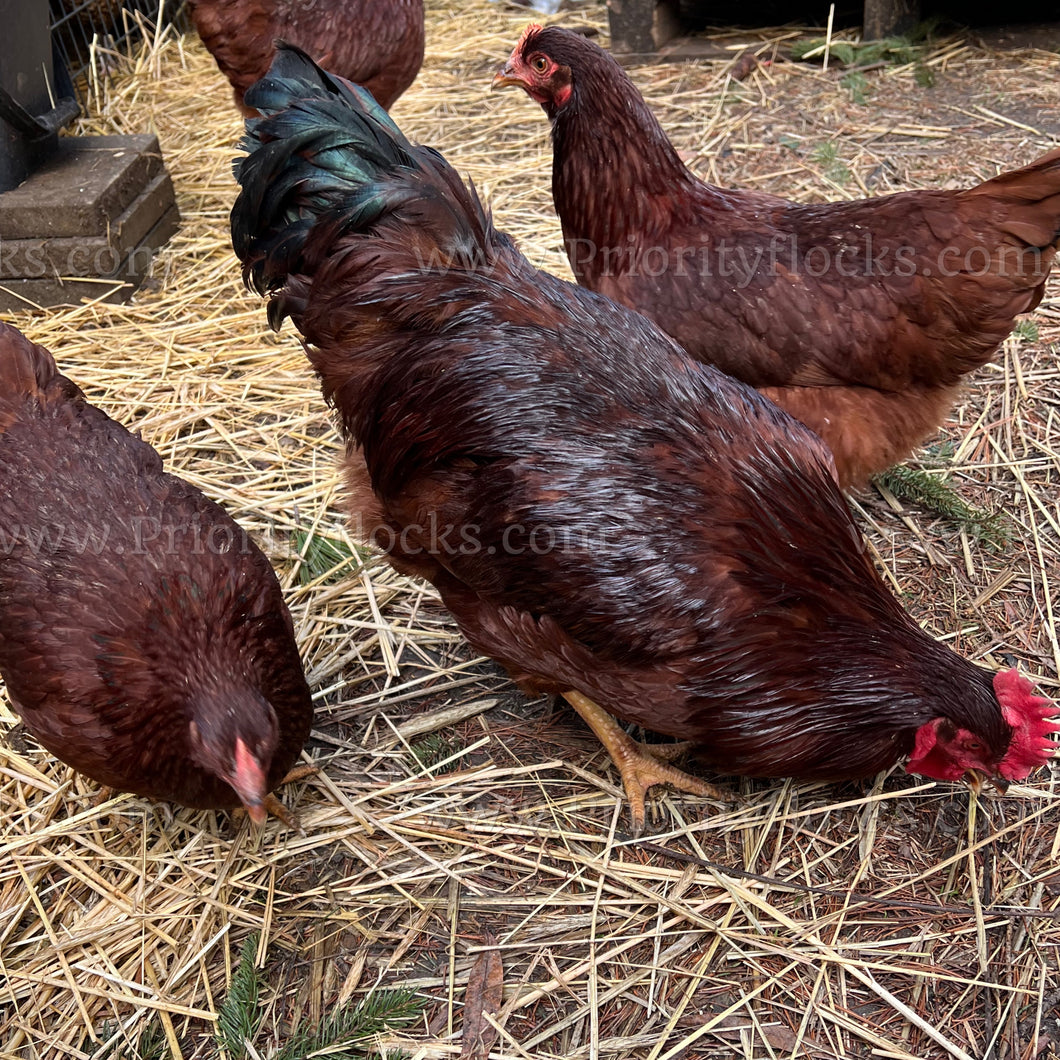 Heritage Rhode Island Red (Gallus gallus)