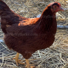 Load image into Gallery viewer, Heritage Rhode Island Red (Gallus gallus)
