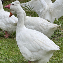 Load image into Gallery viewer, Roman Tufted Goose (Anser anser)
