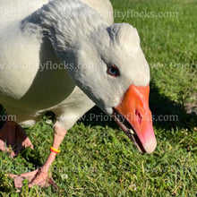 Load image into Gallery viewer, Roman Tufted Goose (Anser anser)
