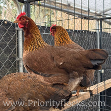 Load image into Gallery viewer, Welsummer - Hatching Eggs
