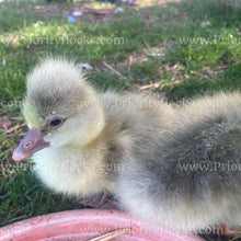 Load image into Gallery viewer, Roman Tufted Goose (Anser anser)
