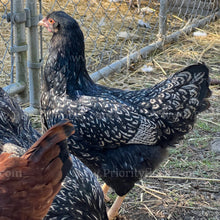 Load image into Gallery viewer, Double Silver Laced Barnevelder (Gallus gallus)
