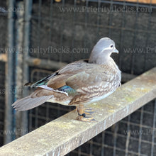 Load image into Gallery viewer, Mandarin Duck (Aix galericulata)
