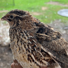 Load image into Gallery viewer, Jumbo Coturnix Quail (Feather Sexable) Hatching Eggs
