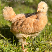 Load image into Gallery viewer, Buff Orpingtons (Gallus gallus)
