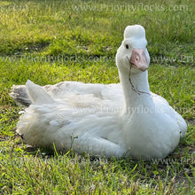 Load image into Gallery viewer, Roman Tufted Goose (Anser anser)
