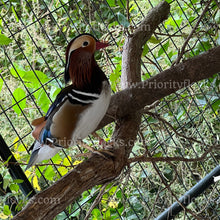 Load image into Gallery viewer, Mandarin Duck (Aix galericulata)
