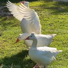 Load image into Gallery viewer, Roman Tufted Goose (Anser anser)
