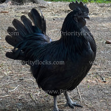 Load image into Gallery viewer, Ayam Cemani (Gallus gallus)
