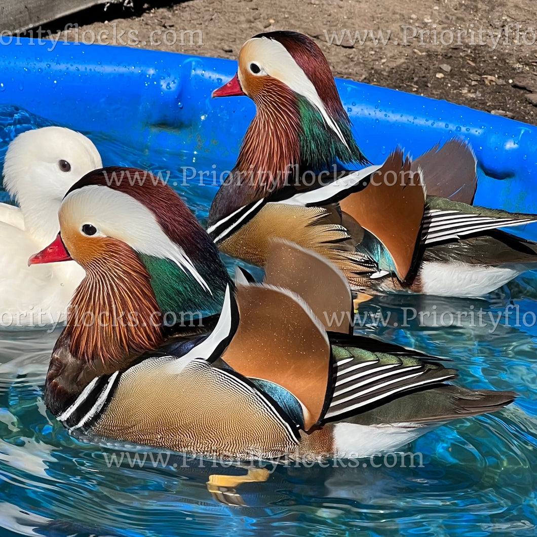 Mandarin Duck (Aix galericulata)