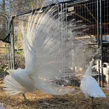 Load image into Gallery viewer, White Peafowl (Pavo cristatus)
