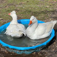 Load image into Gallery viewer, Roman Tufted Goose (Anser anser)
