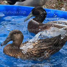 Load image into Gallery viewer, Dutch Hookbill Duck (Anas platyrhynchos domesticus)
