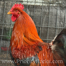 Load image into Gallery viewer, Welsummer - Hatching Eggs
