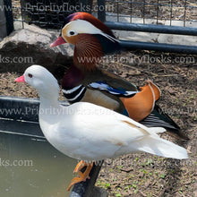 Load image into Gallery viewer, Mandarin Duck (Aix galericulata)
