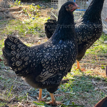 Load image into Gallery viewer, Double Silver Laced Barnevelder (Gallus gallus)
